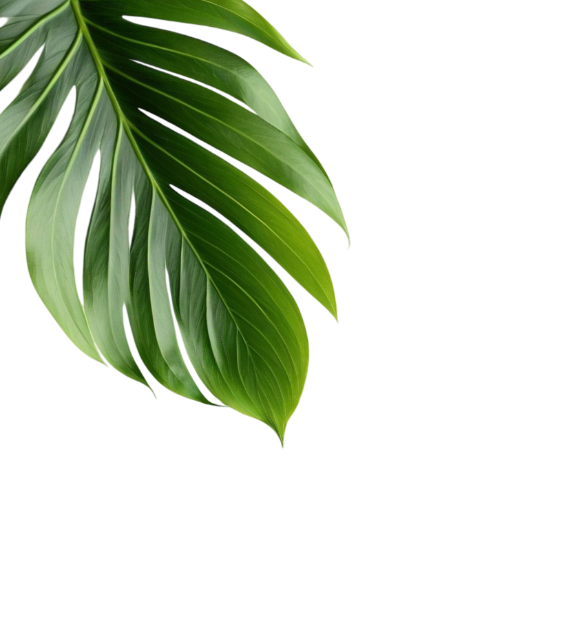 Palm leave left