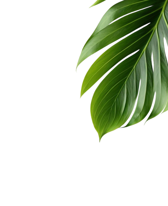 Palm Leaves